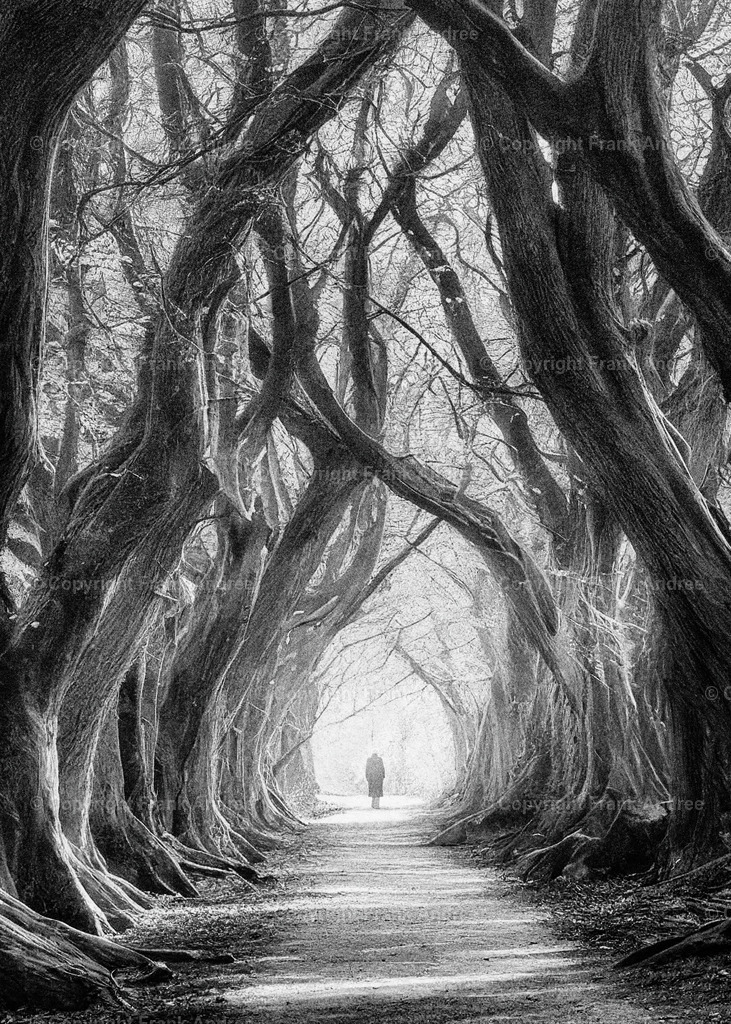 Illusion 4 | Am Ende eines Weges mit alten verknöcherten Bäumen geht ein Mann und verschwindet im Nebel. Digitale Kunst in schwarz weiß - Realisiert mit Pictrs.com