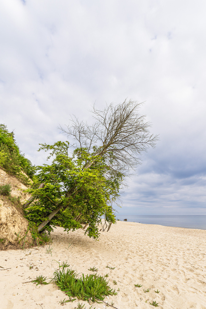 Baum am Strand von Bansin auf der Insel Usedom | Baum am Strand von Bansin auf der Insel Usedom.