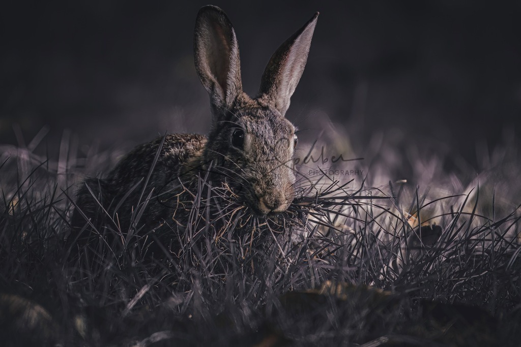 Wild Kaninchen  | Simone Sperber, svb-photography,Fotografin,Bilddesignerin,Naturfotografie,Macrofotografie,Tierfotografie,Wildtierfotografie,Ausstellungen,Auftragsfotografie,Kunst,Art,Photographer,Shootings,Bildberatbeitung,Galerie,Shop