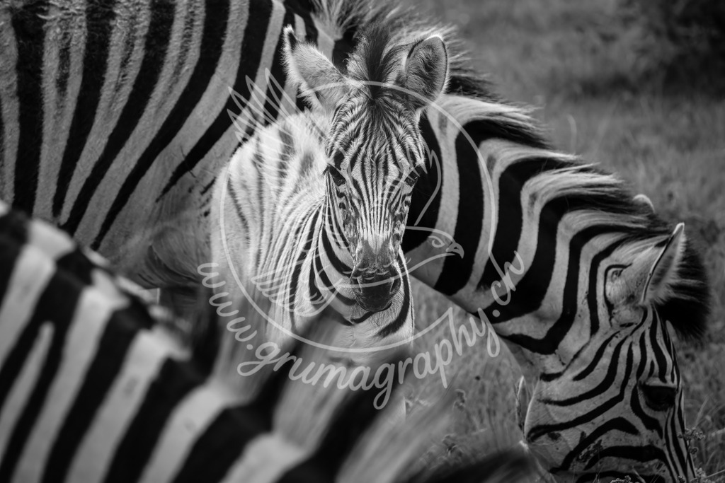 among the herd - plains zebra_ kenya_swx | Fine-Art Wildlife Fotografie eines Zebrafohlens inmitten seiner schützenden Herde. Ein natürlicher, authentischer Moment aus Afrika mit weichen Farben, ruhiger Komposition und dem charakteristischen Grumagraphy-Look. Perfekt für hochwertige Wandbilder, Galerieprints und Interior Design.Das Zebrafohlen steht im Zentrum der Szene, umrahmt von grafischen Zebra-Streifen und einer dezenten, natürlichen Umgebung – ideal für alle, die reduzierte, ästhetische und echte Wildlife-Kunst schätzen. 