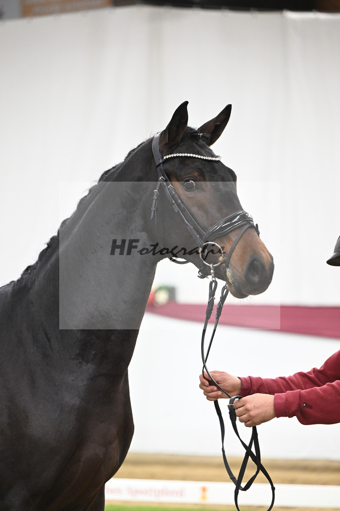 Kat-Nr. 128 Vitalis x De Kooning_Stall Buchenhof_47254253 | hf-fotografie - Realisiert mit Pictrs.com