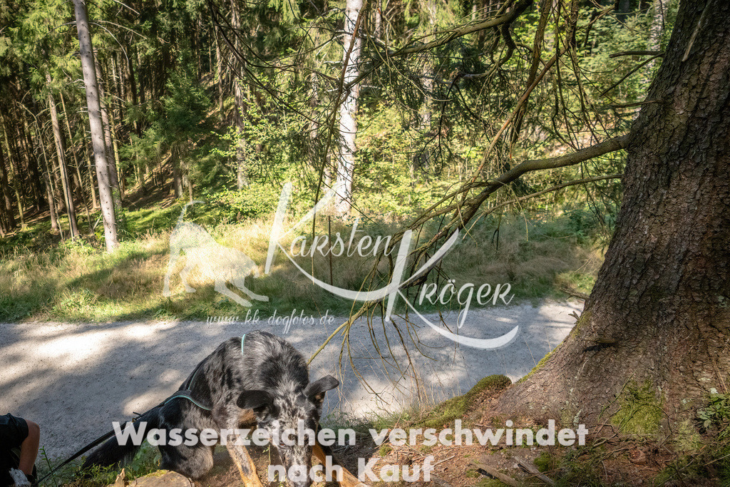 1241_ZZ90025 | kk-dogfotos
