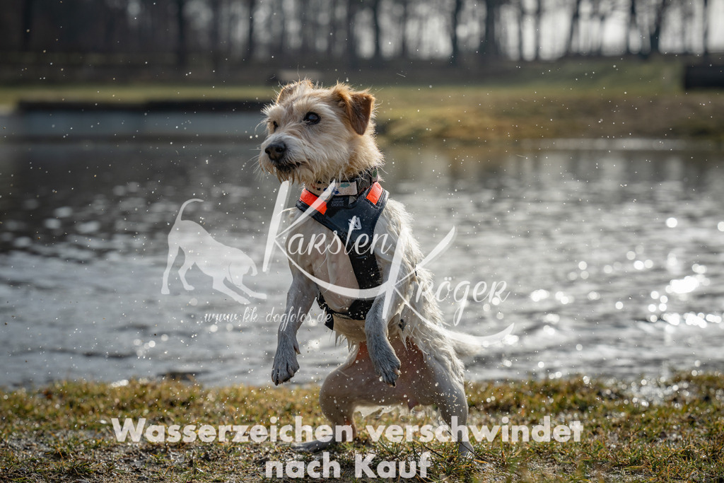 0951_ZZ94417 | kk-dogfotos