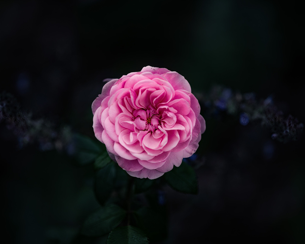 Rosa Rose im Abendlicht – Hamburg | Eine einzelne rosa Rose hebt sich vor dem dunklen Hintergrund ab und wird zum ruhigen Mittelpunkt der Aufnahme. - Realisiert mit Pictrs.com