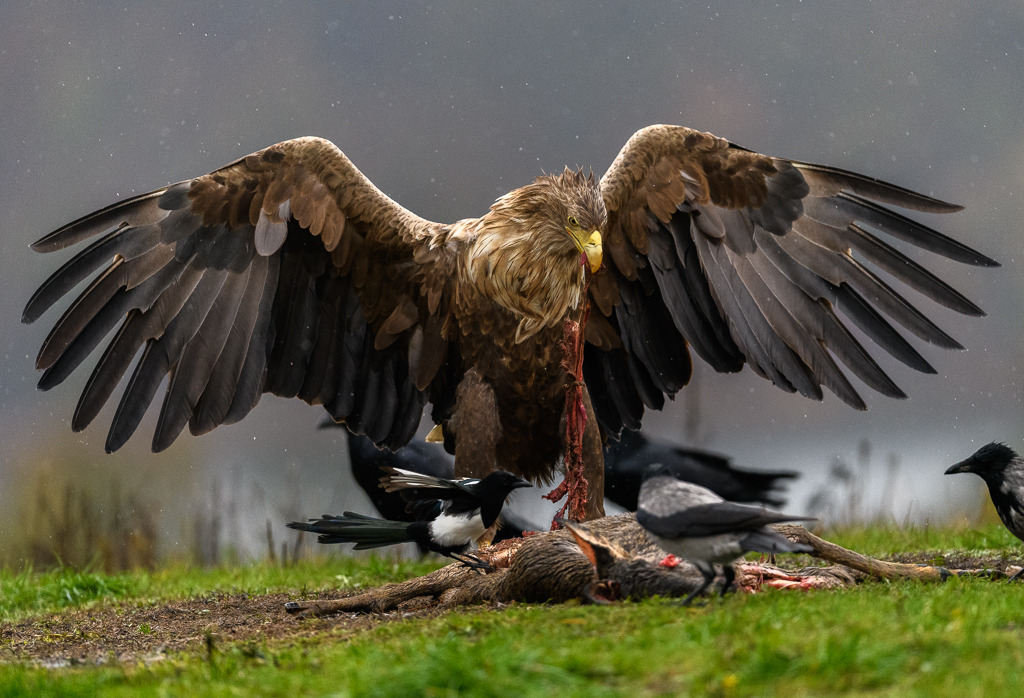 seeadler-2019-470 | Ein Seeadler frisst am Köderplatz in der Feldberger Seenlandschaft, umringt von Kolkraben, Nebelkrähen und Elstern. - Realisiert mit Pictrs.com