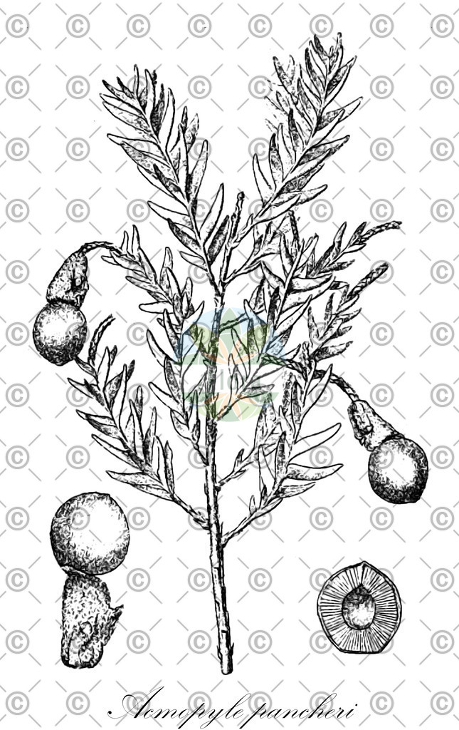 HistAbb_wfo-0000516793_2_ENZY_Simple | Historische Abbildung von Acmopyle pancheri - Podocarpaceae | Historical Illustration of Acmopyle pancheri - Podocarpaceae