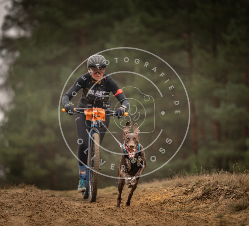 Pfotenfotografie_DV3A4361 | Hundefotografie, Tierfotograf, Pfotenfotografie, Fotoshooting Hund, Hunde Portrait, Hundesport, Hundeportraits, Heideshooting, Hunde, Sportfotograf, Hundefotograf, Turnierhundsport, THS,  - Realisiert mit Pictrs.com