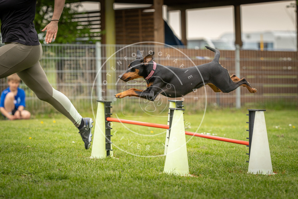Pfotenfotografie_DV3A1197 | Hundefotografie, Tierfotograf, Pfotenfotografie, Fotoshooting Hund, Hunde Portrait, Hundesport, Hundeportraits, Heideshooting, Hunde, Sportfotograf, Hundefotograf, Turnierhundsport, THS,  - Realisiert mit Pictrs.com