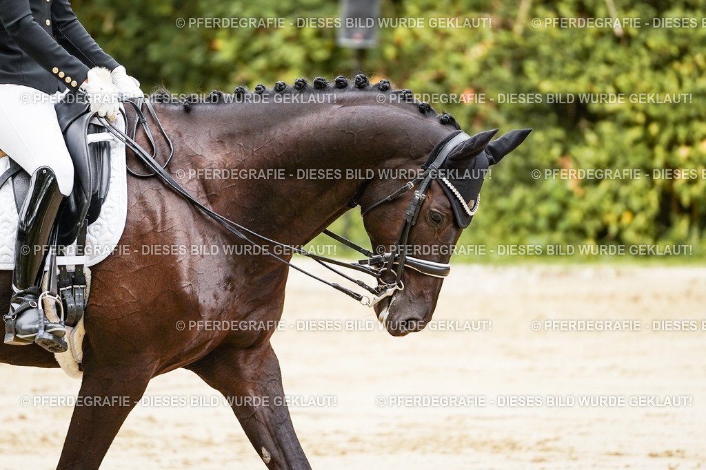 DSC02421 | Pferdegrafie