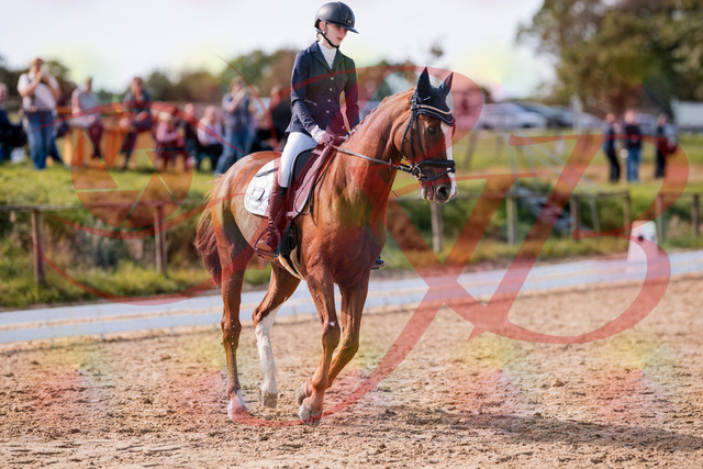 2026_10_03_Siefer-Hof_133108_Z81_84470588 | Professionelle Reitsport-, Turnier- und Eventfotografie von Robert Broda. Galerien mit ausgewählten und bearbeiteten Bildern direkt online ansehen und bestellen.