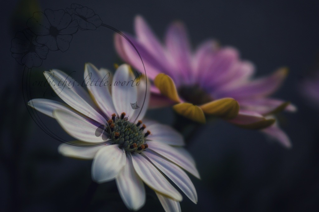 IMG_7775-01 | only.this.little.world - Realisiert mit Pictrs.com