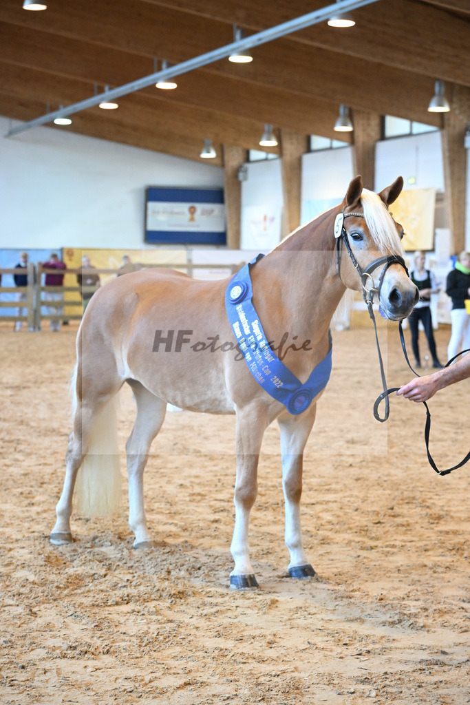 Kat-Nr. 5 Wayana v. Starkwind_Aigner_60221243 | hf-fotografie - Realisiert mit Pictrs.com