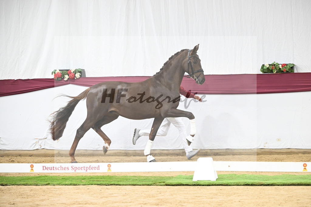 Kat-Nr. 108 Viva Gold x Floricello_Oliver Schmoee_47253451 | hf-fotografie - Realisiert mit Pictrs.com