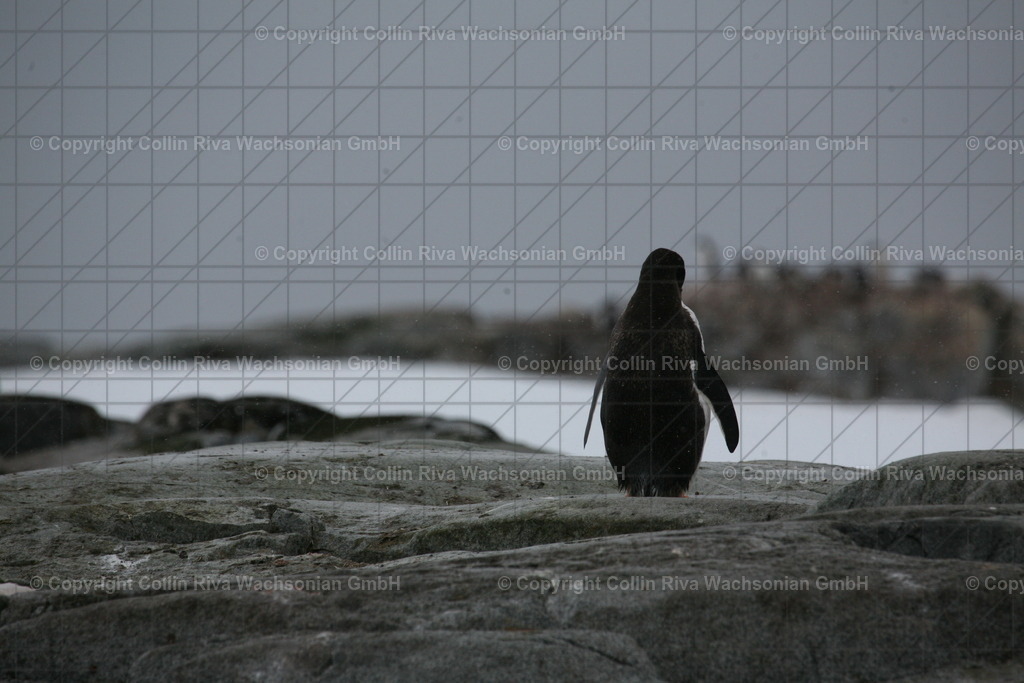 IMG_0067 | Antarktis / Antarctica - Realisiert mit Pictrs.com