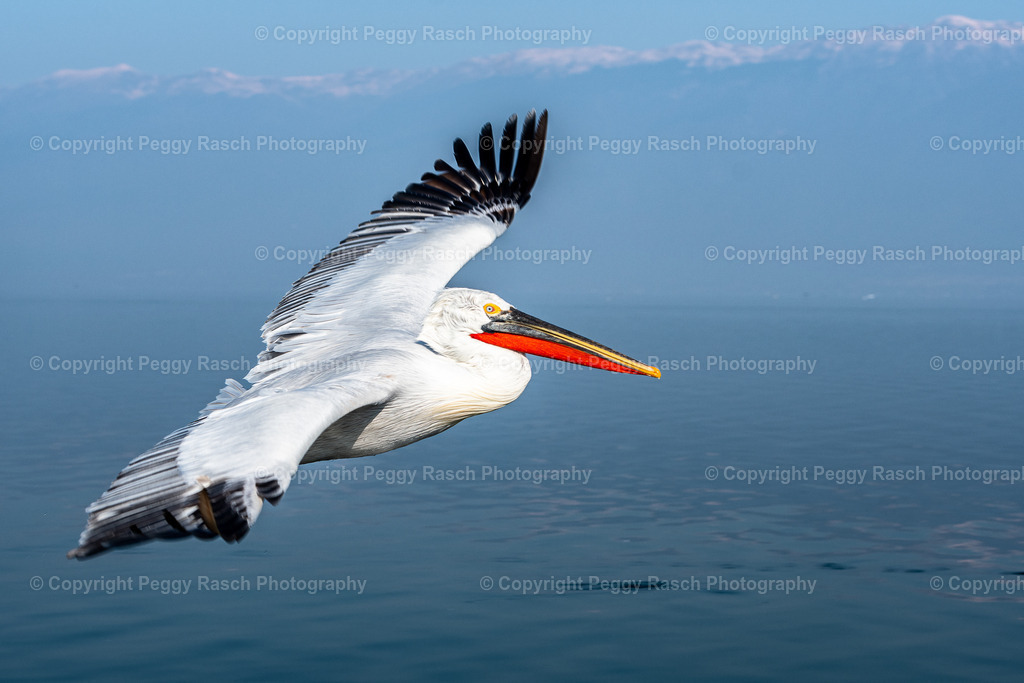 Pelikane (16) | PeggyRaschPhotography - Realisiert mit Pictrs.com