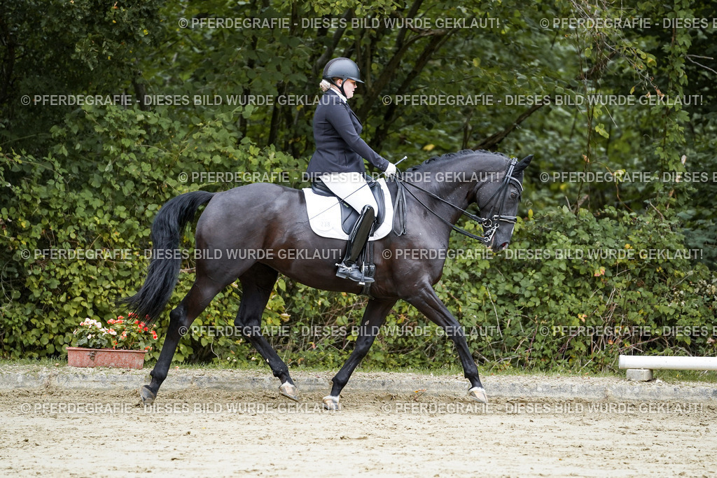 DSC09337 | Pferdegrafie