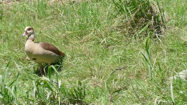 Nilgans (2) | Verkauf von Fotos und  Videoclips zumThema Natur.Motive sind Pflanzen, Tiere, Landschaftenund Wetter