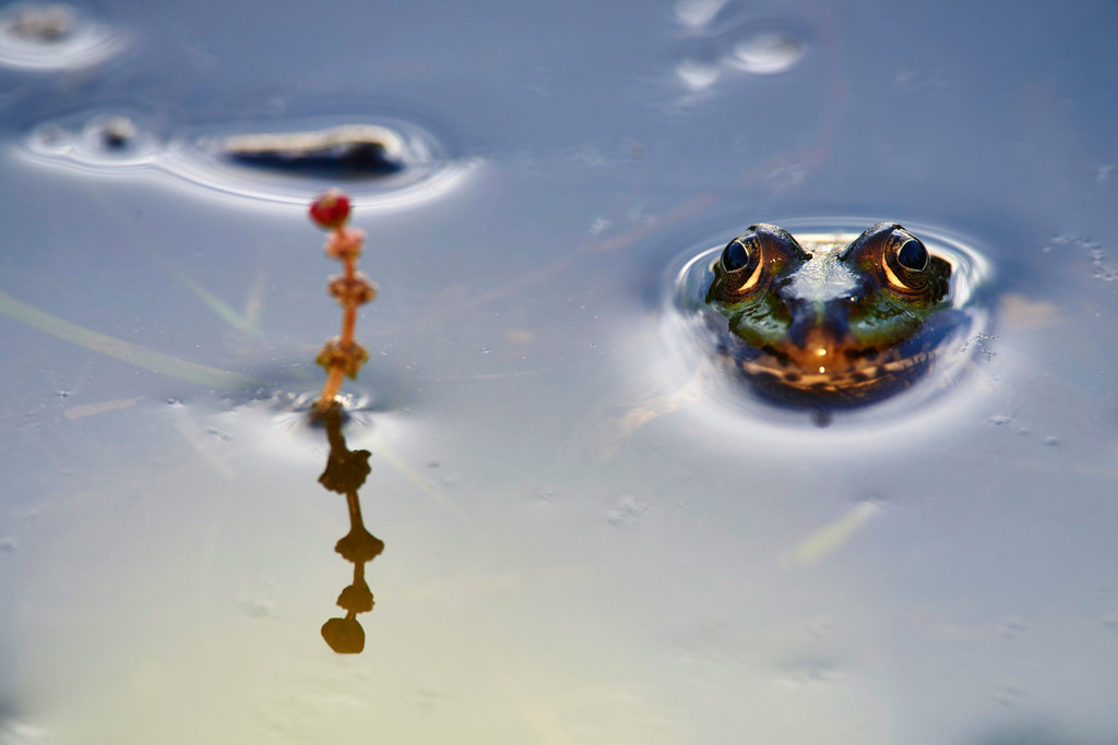 Teichfrosch im Wasser | Rauchwart, Austria - May 09, 2015: Teichfrosch im Wasser. - Realisiert mit Pictrs.com