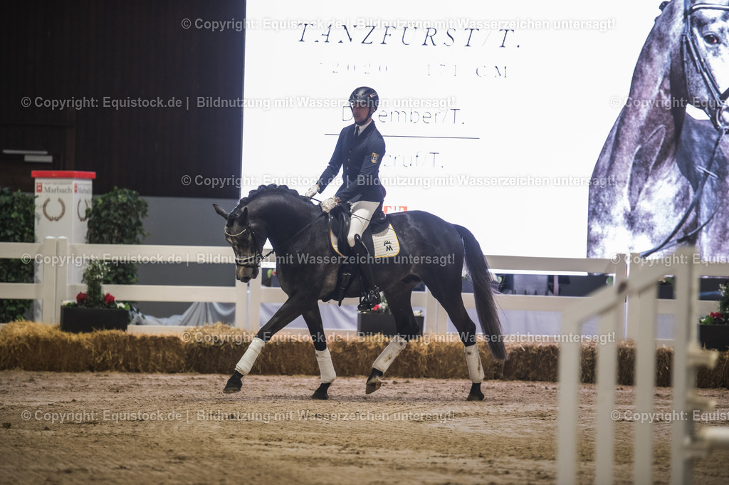 20240302_Hengstvorstellung_Marbach_TOMsPiC_0198 | equistock