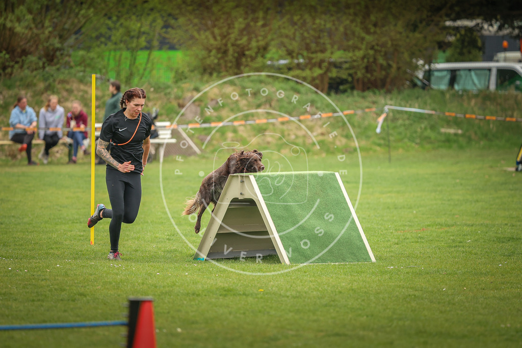 Pfotenfotografie_0L8A1671 | Hundefotografie, Tierfotograf, Pfotenfotografie, Fotoshooting Hund, Hunde Portrait, Hundesport, Hundeportraits, Heideshooting, Hunde, Sportfotograf, Hundefotograf, Turnierhundsport, THS,  - Realisiert mit Pictrs.com