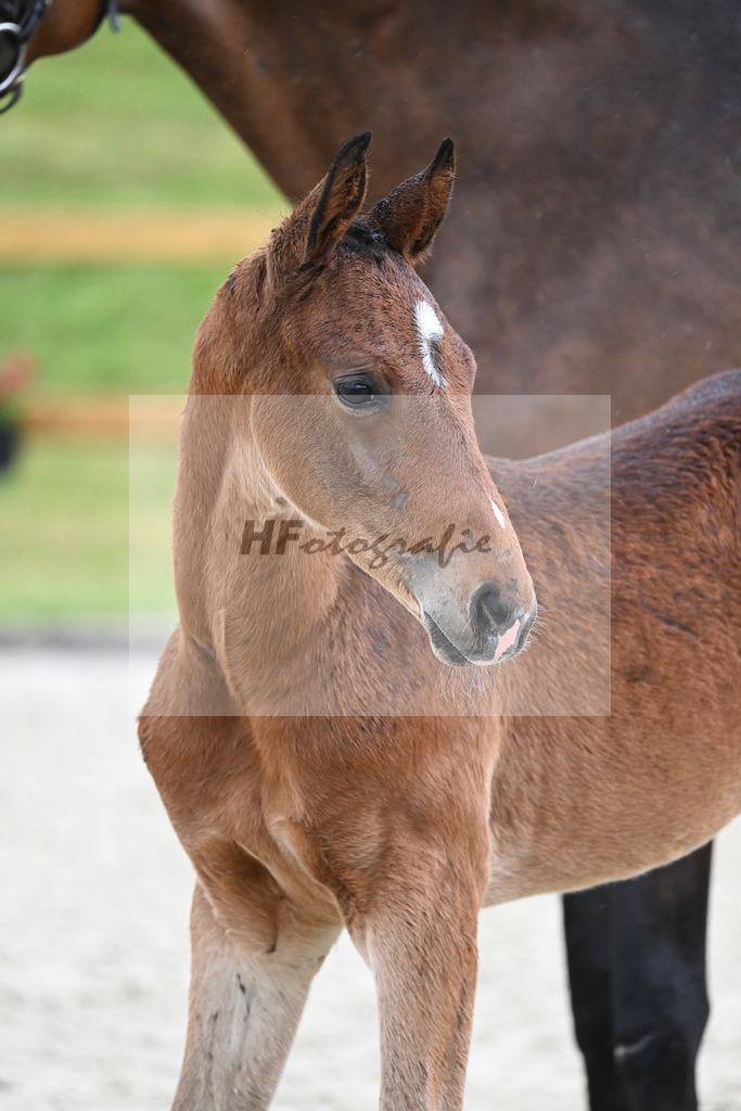Kat-Nr. 48 HF Benicio_Fischer_17231519 | hf-fotografie - Realisiert mit Pictrs.com