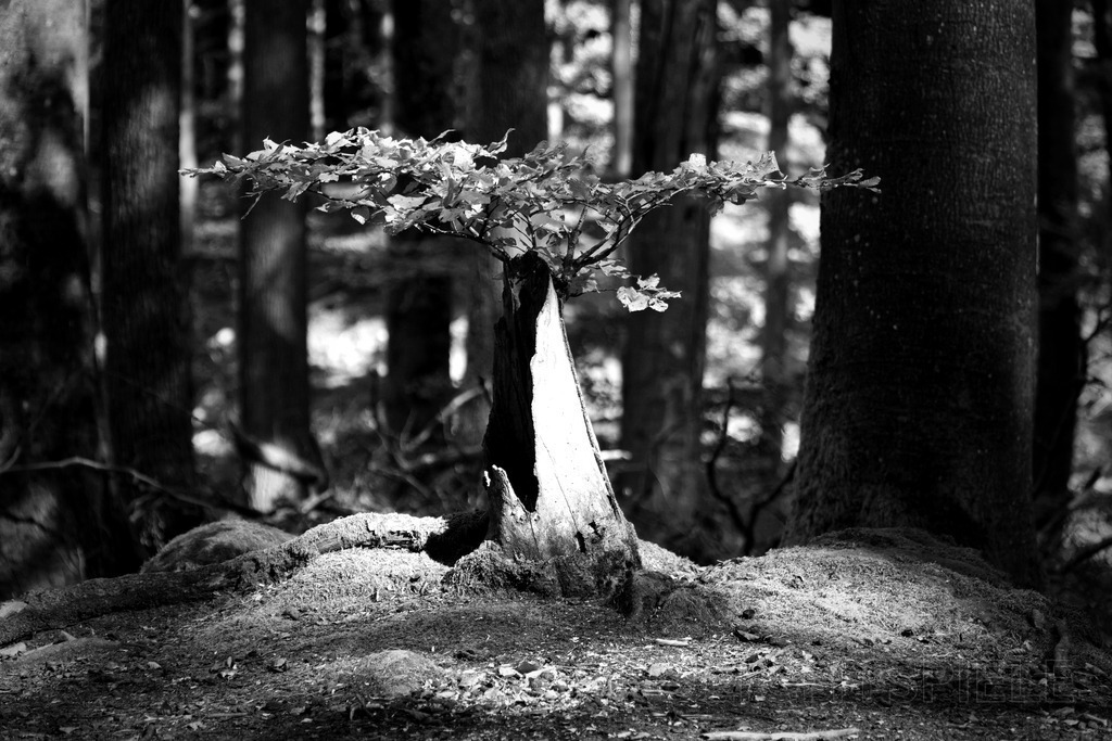 Leben 02 | Bäumchen - Realisiert mit Pictrs.com