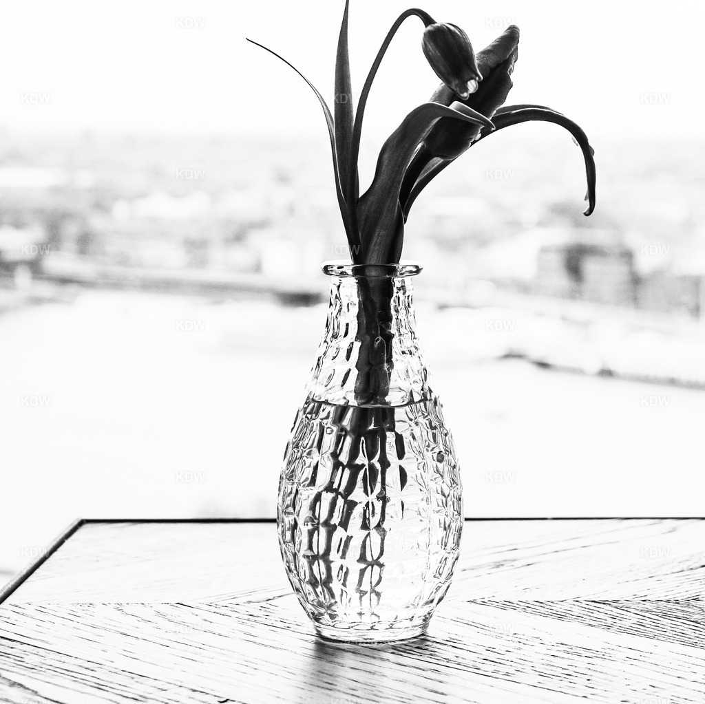 Tulpen in Amsterdam | Still Life, Tulpen in Vase - Realisiert mit Pictrs.com