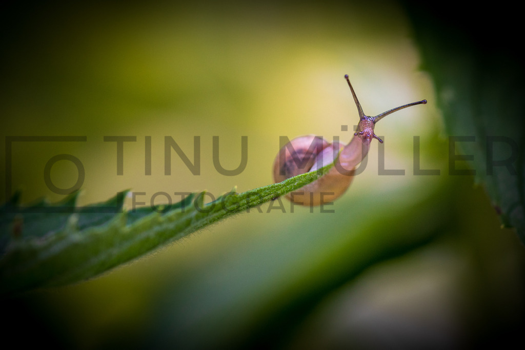 DSC01258 | Tinu Müller Fotografie- Bildershop - Realisiert mit Pictrs.com