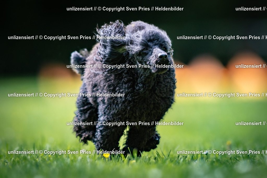 Sven Pries | 2026-05-14 - Hunderennen KA Durlach Vatertag 2026 - Realisiert mit Pictrs.com