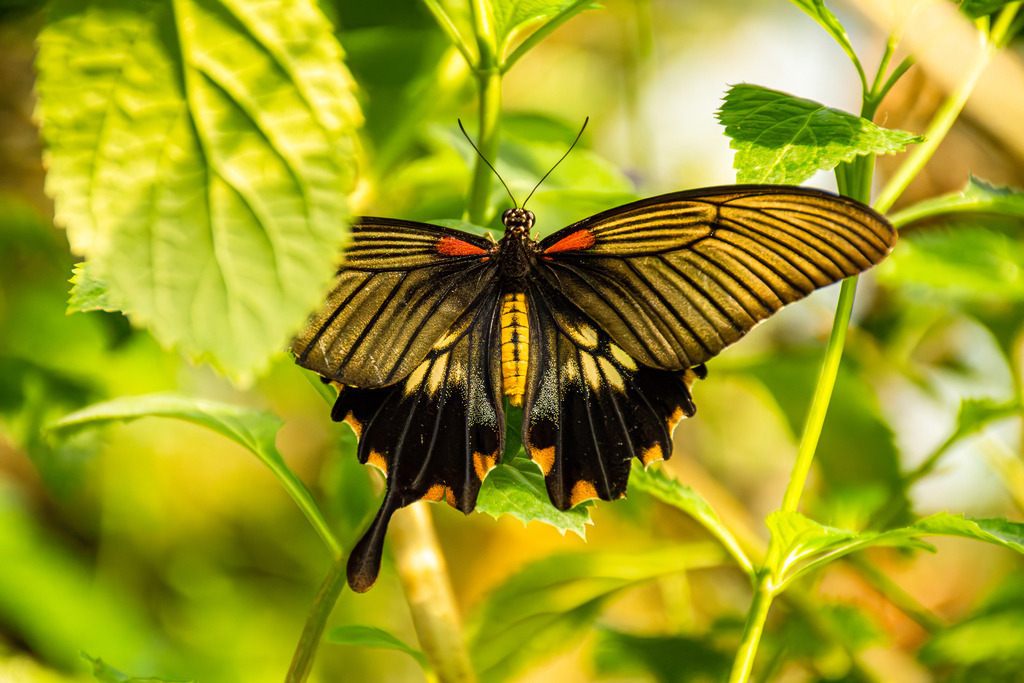 HFG_4247-Verbessert-RR-Bearbeitet | Holzisphotography, Landschaftsfotografie, Wildlifefotogorafie - Realisiert mit Pictrs.com