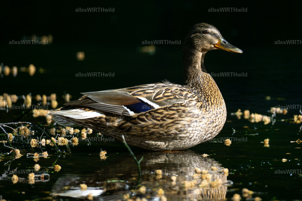 Daniel Wirth - www.allesWIRTHwild.de -DSC09833 | Entdecke die faszinierende Welt der Natur- und Wildlife-Fotografie von Daniel und Bärbel. Inspirierende Bilder von wilden Tieren und kleinen Naturwundern.