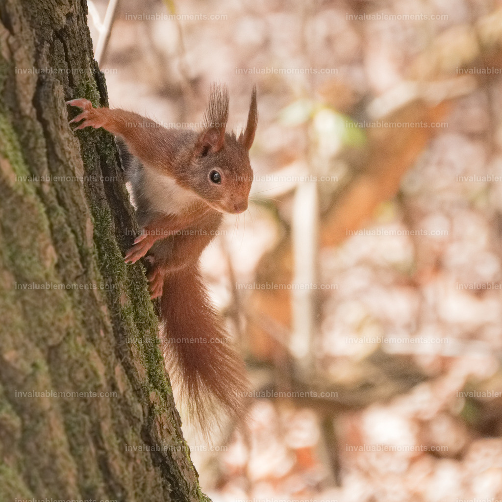 DSCF0556iridient | invaluablemoments.com - Realisiert mit Pictrs.com