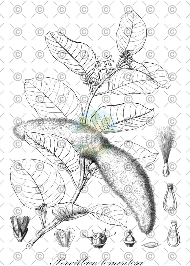 HistAbb_wfo-0001033282_1_ENZY_Simple | Historische Abbildung von Pervillaea tomentosa - Apocynaceae | Historical Illustration of Pervillaea tomentosa - Apocynaceae