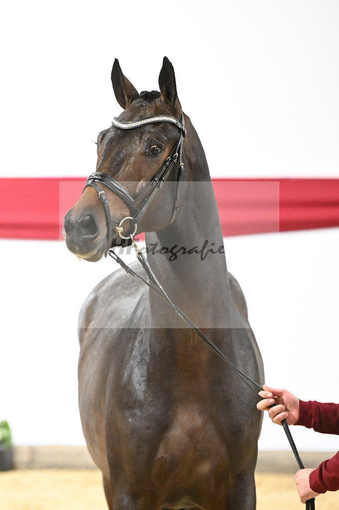 Kat-Nr. 5 v. Viva Gold_Blue Hors_63220120 | hf-fotografie - Realizzato con Pictrs.com