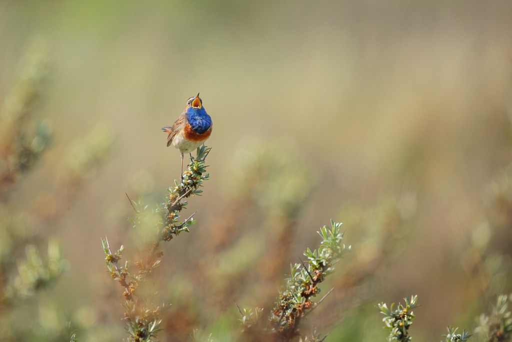 Wandbild - Singendes Blaukehlchen im Frühling | Das Bild zeigt ein Blaukehlchen (Luscinia svecica), das auf einem blühenden Zweig sitzt und singt. Der Vogel ist in seiner vollen Pracht zu sehen, mit seinem charakteristischen blauen Brustgefieder und dem orangen Fleck darunter. Der Hintergrund ist weich und verschwommen, wodurch der Fokus ganz auf dem Blaukehlchen liegt. Die Umgebung strahlt eine frühlingshafte Atmosphäre aus, mit zarten Grüntönen und Blüten, die den Zweig schmücken.