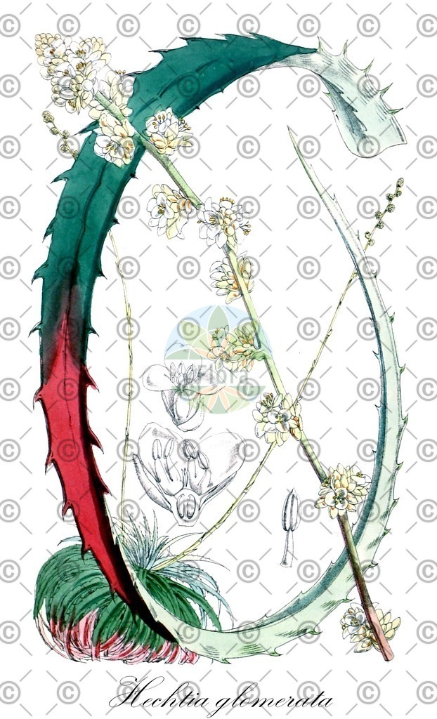 HistAbb_wfo-0000716574_1_ENZY_Simple | Historische Abbildung von Hechtia glomerata - Bromeliaceae | Historical Illustration of Hechtia glomerata - Bromeliaceae