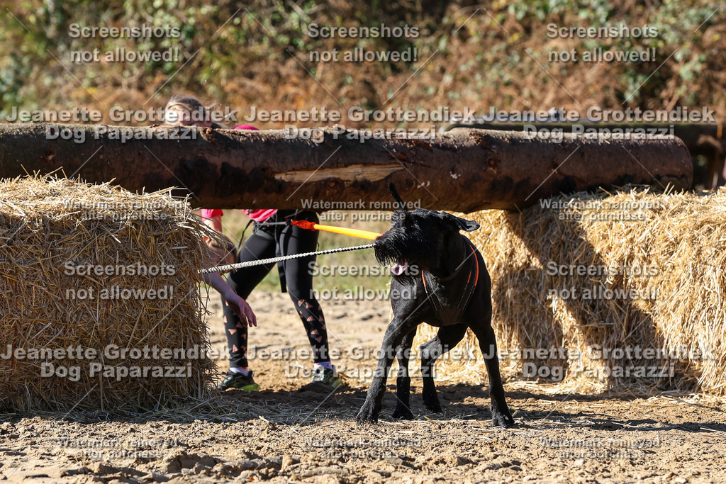 Dog Paparazzi - Strongdog 10-25-2740 | Dog Paparazzi Jeanette Grottendiek Fotografie & Videografie - Realisiert mit Pictrs.com