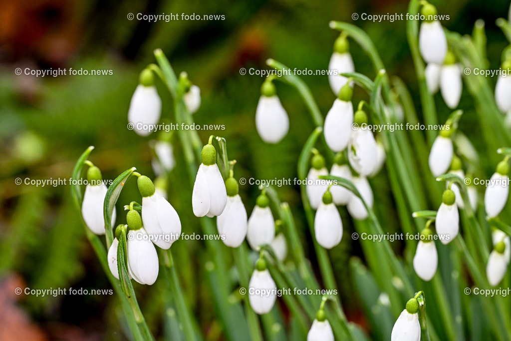 Fruehling_ Blumen_ Fruelingsboten_ 14.02.2024-8 | 14.02.2024, Linz, AUT, Fruehling, Blumen, Fruehlingsboten, im Bild Frühling, Blumen, Frühlingsboten, Fruehling, Fruelingsboten, Schneeglöckerl, Schneegloeckerl, Schneeglöckchen, Schneegloeckchen,  Blütenpflanze, Vorfrühling