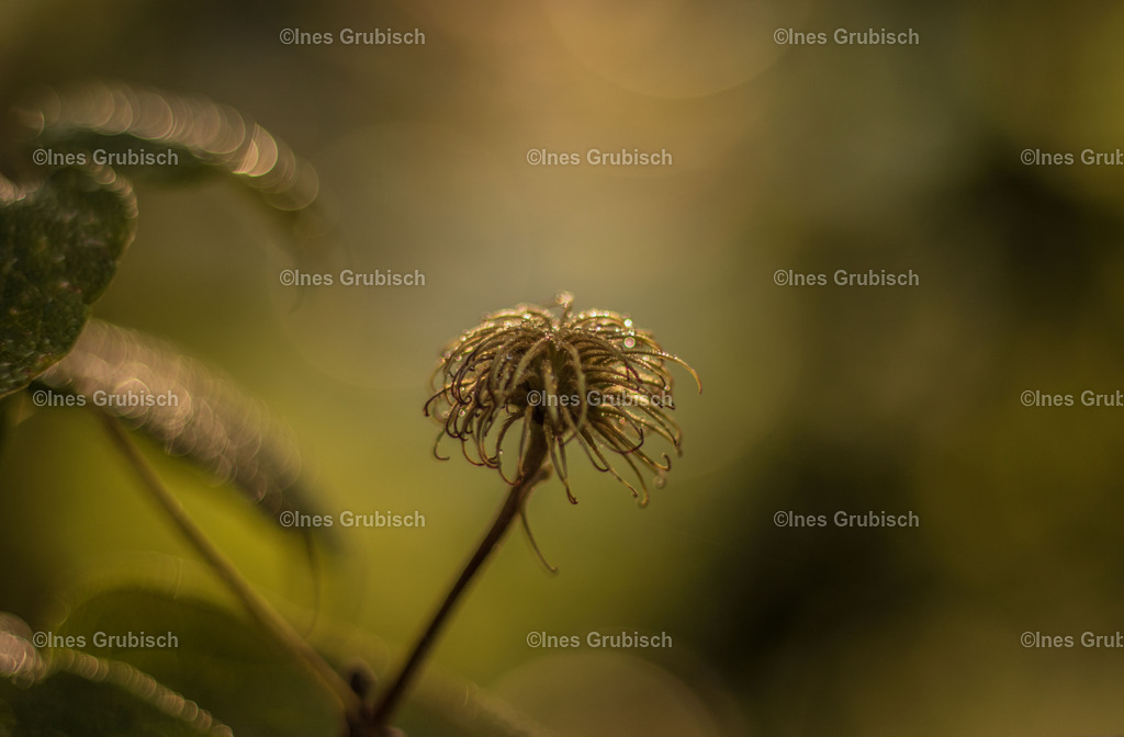 Verblühte Clematis | Lila Lubbenbomm - Artwork by Ines Grubisch - Realisiert mit Pictrs.com