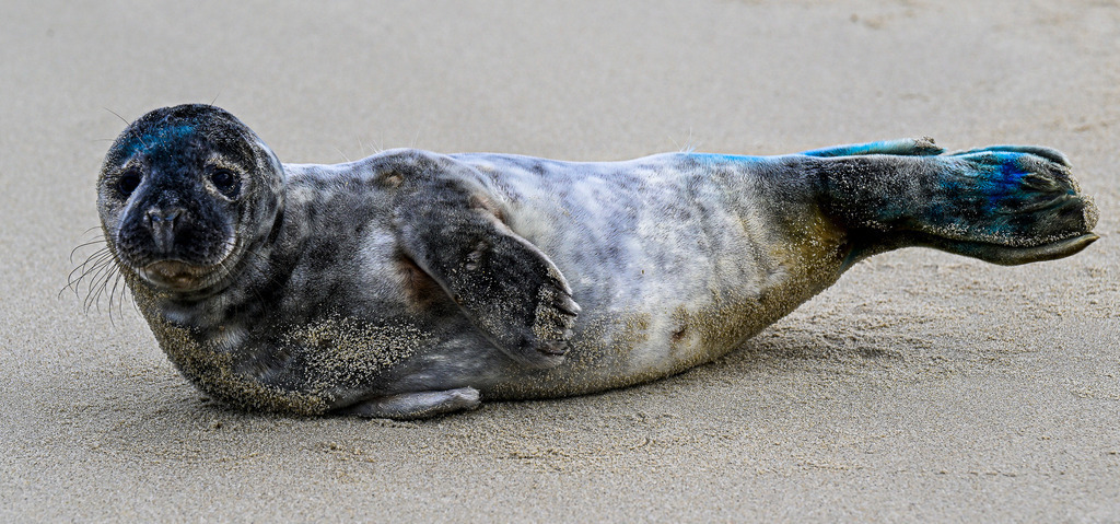 Sanfter Blick am Nordseestrand von Texel | Eine junge Kegelrobbe liegt entspannt auf dem feinen Sandstrand von Texel und blickt mit großen, neugierigen Knopfaugen direkt in die Kamera. Ihr silbrig-graues Gefleckes ist stellenweise leicht mit Sand bedeckt, während blaue Farbmarkierungen an Kopf und Flossen von einer fürsorglichen Kennzeichnung zeugen. Die friedliche Pose und der vertrauensvolle Ausdruck strahlen eine berührende Unschuld aus. Ein Herz erwärmendes Naturporträt, das die verzaubernde Magie der heimischen Wildtiere an der Nordseeküste festhält. - Realisiert mit Pictrs.com