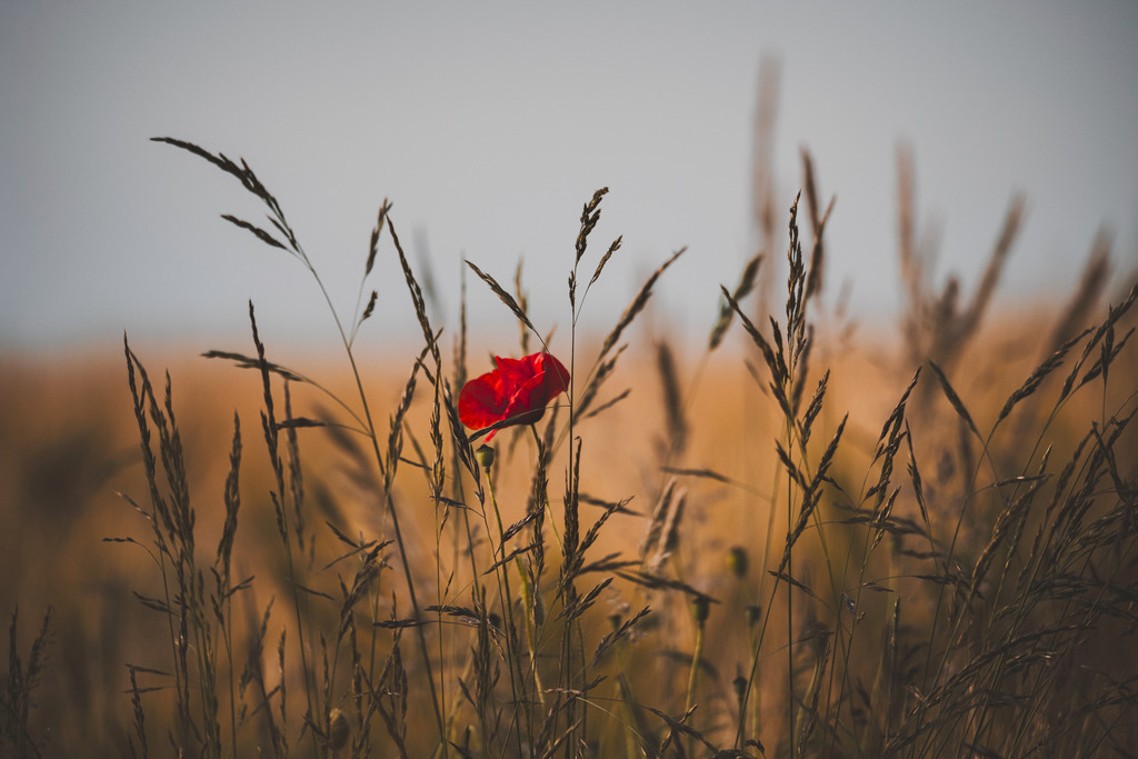 Das Licht leitet – die Farben füllen | Einzigartige Fotokunst für dein Zuhause: Entdecke hochwertige Wandbilder, edle Prints und emotionale Motive von Wildlife, Natur und Landschaften - Realisiert mit Pictrs.com