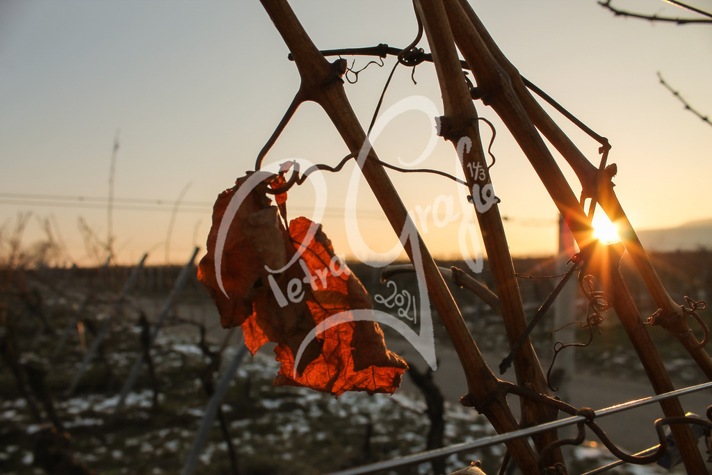 Weinblatt | petragrafie - Realisiert mit Pictrs.com