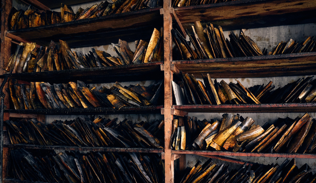 Hornmanufaktur, verschiedene bearbeitete Hornteile | Wien, Austria - August 09, 2022; Hornmanufaktur Thomas Petz; kleine Lagerhalle mit verschiedenen bearbeiteten Hornteilen. - Realisiert mit Pictrs.com