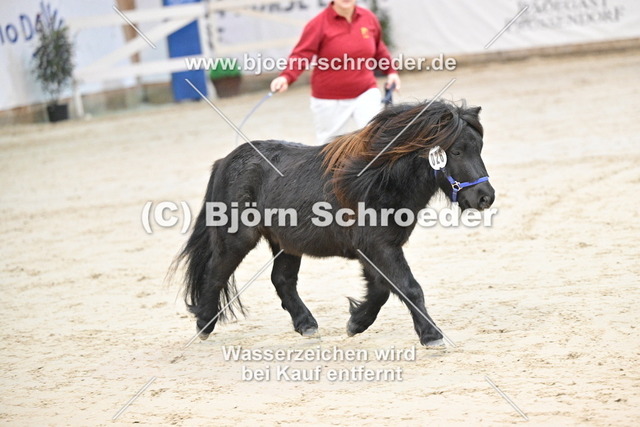 26_Thorax von Repgow - Sir Paul_963_9990 | Björn Schroeder Pferdefotografie