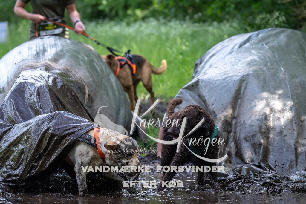 1340_ZZ91819 | kk-dogfotos