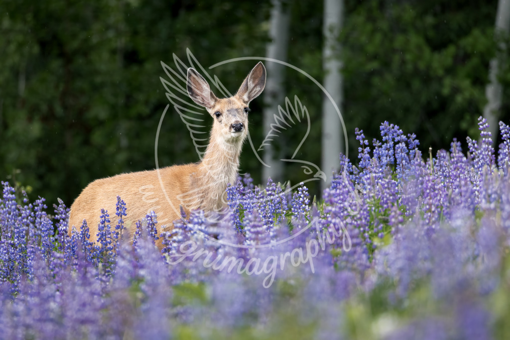 among the lupines - mule deer, canada | Authentische Landschafts- & Wildtierfotografie aus der Schweiz. Hochwertige Wandbilder, Fine-Art-Prints und Wunschmotive nach Auftrag – sorgfältig entwickelt im Grumagraphy-Style