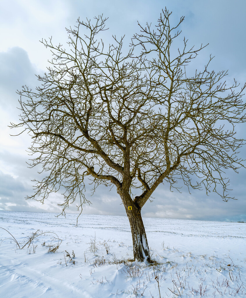 Winterbaum | Buchen Sie ein Fotoshooting in Würzburg oder Umgebung bequem online in meinen Webshop.