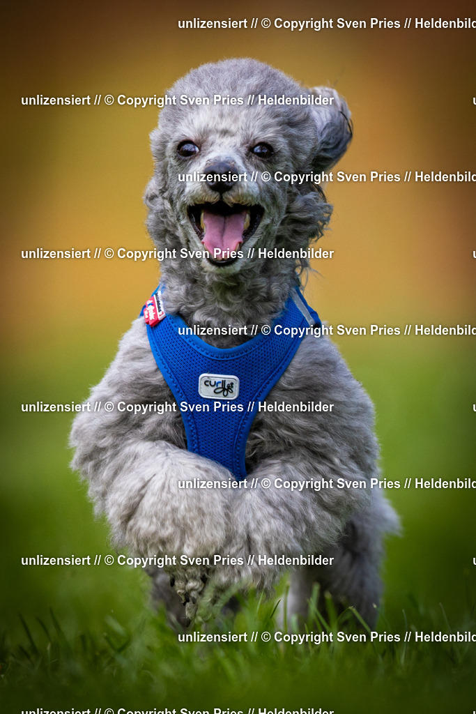 Sven Pries | 2025-04-13 - Hunderennen Baden-Baden - Realisiert mit Pictrs.com