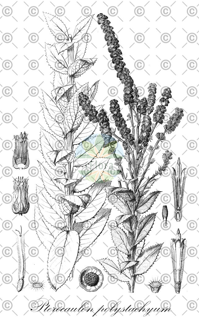 HistAbb_wfo-0001143237_1_ENZY_Simple | Historische Abbildung von Pterocaulon polystachyum - Asteraceae | Historical Illustration of Pterocaulon polystachyum - Asteraceae