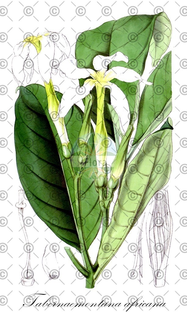 HistAbb_wfo-0000411246_1_ENZY_Simple | Historische Abbildung von Tabernaemontana africana - Apocynaceae | Historical Illustration of Tabernaemontana africana - Apocynaceae
